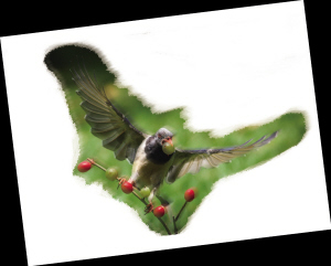 中秋当天多云到阴 晚上会不会彩云遮月？