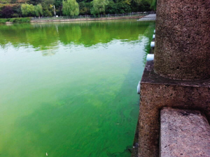 贴沙河蓝藻暴发 自来水厂暂停从这里取水