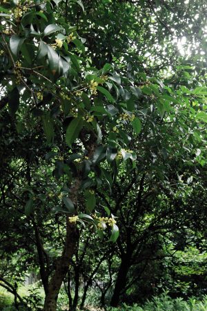 9月20日左右满城桂花来袭 空气中弥漫桂花香的日子就要来了
