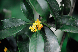 9月20日左右满城桂花来袭 空气中弥漫桂花香的日子就要来了