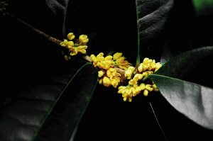 9月20日左右满城桂花来袭 空气中弥漫桂花香的日子就要来了