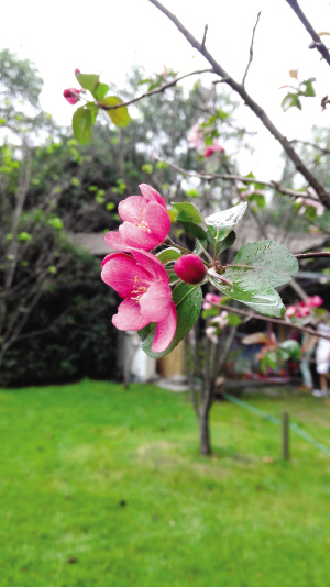 杭州花港公园海棠集体反季开花