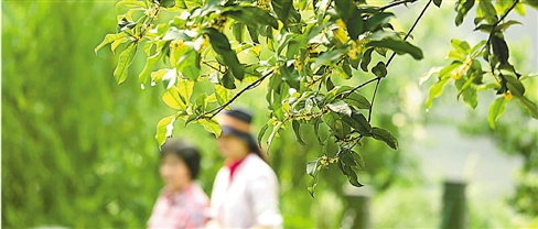 无袖、短裙又可以出街了 今年最后的30℃就在这几天