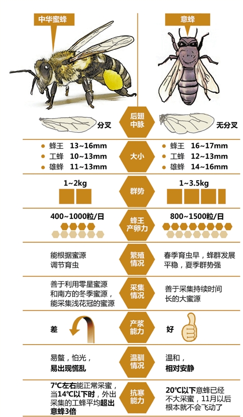 杭州“中华田园蜂”大规模减少 草莓伯伯们都快疯了 杭州“中华田园蜂”大规模减少 草莓伯伯们都快疯了