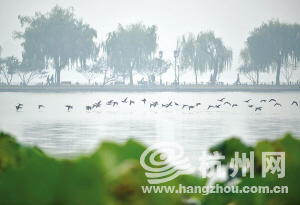 杭州今明还要继续下雨 周日多半不下雨