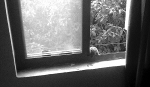 　松鼠在宿舍窗台探头探脑 张同学摄于自己寝室
