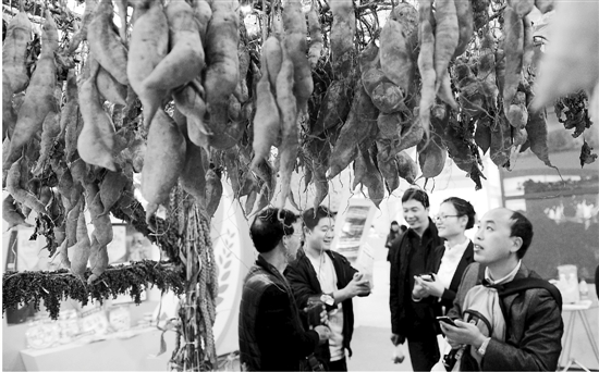 浙江省农博会开幕，今年阿克苏冰糖心苹果有啥花头？