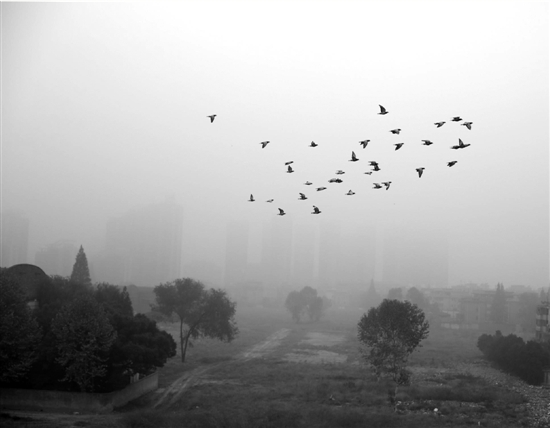 11月23日早晨，杭州，一群鸽子在白茫茫的雾霾中盘旋飞翔。本报记者 朱卫国/摄 