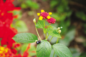 浙大师生拍下紫金港校园内一年四季的果实