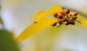 浙大师生拍下紫金港校园内一年四季的果实