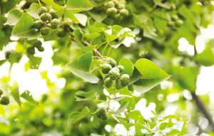 浙大师生拍下紫金港校园内一年四季的果实