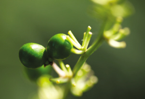 浙大师生拍下紫金港校园内一年四季的果实