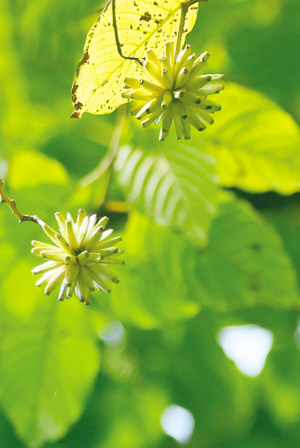 浙大师生拍下紫金港校园内一年四季的果实
