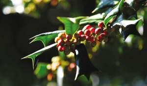 浙大师生拍下紫金港校园内一年四季的果实