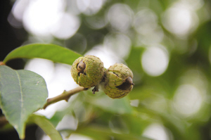 浙大师生拍下紫金港校园内一年四季的果实
