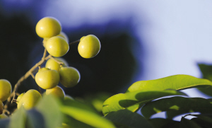 浙大师生拍下紫金港校园内一年四季的果实