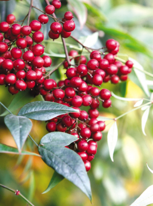 浙大师生拍下紫金港校园内一年四季的果实