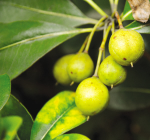 浙大师生拍下紫金港校园内一年四季的果实