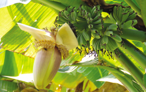 浙大师生拍下紫金港校园内一年四季的果实