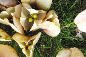 浙大师生拍下紫金港校园内一年四季的果实