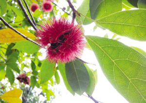 浙大师生拍下紫金港校园内一年四季的果实