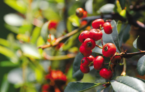 浙大师生拍下紫金港校园内一年四季的果实