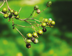 浙大师生拍下紫金港校园内一年四季的果实