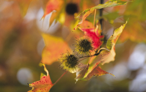 浙大师生拍下紫金港校园内一年四季的果实