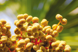 浙大师生拍下紫金港校园内一年四季的果实