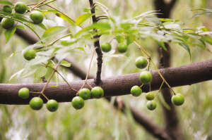 浙大师生拍下紫金港校园内一年四季的果实