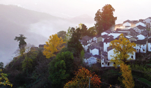 千岛湖红叶到了最佳观赏期 最新最细红叶骑行地图送给你