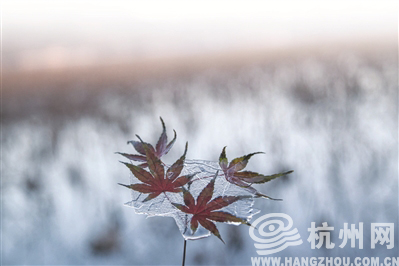 昨天，孤山公园南门水域，湖边结了一层薄薄的冰块。