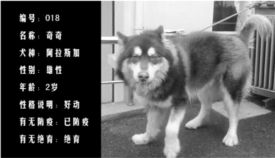 杭州市犬类收容中心第二批免费认养狗狗开始啦