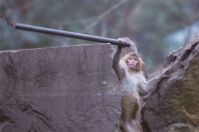 杭州动物园的猴子和一根铁棒玩得不亦乐乎