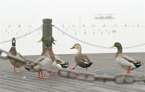 昨天，天气阴冷，雾霾又重，西湖边游客稀少，游步道被绿头鸭占了地盘。 本报记者 杨晓轩 摄