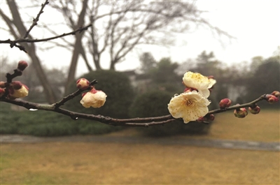 灵峰探梅 现在正好