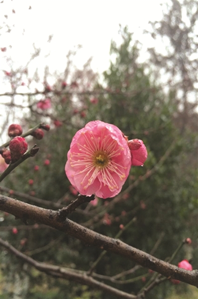 灵峰探梅 现在正好