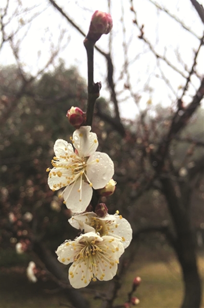 灵峰探梅 现在正好