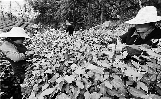 3月13日，杭州翁家山茶农翁麒麟的家人在茶园里采摘西湖龙井春茶的头茬新叶。