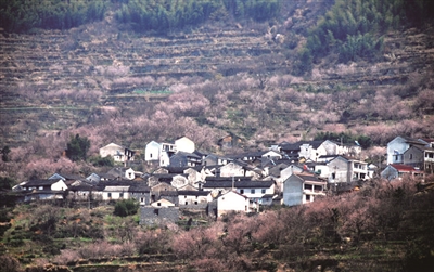 上虞樱花