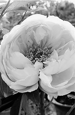 姚黄魏紫已开遍 何处赏牡丹 这三处最推荐