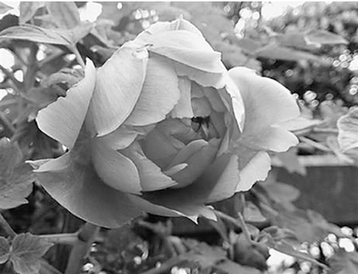 姚黄魏紫已开遍 何处赏牡丹 这三处最推荐