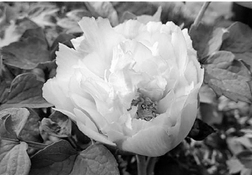 姚黄魏紫已开遍 何处赏牡丹 这三处最推荐