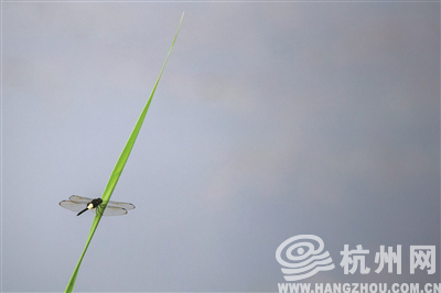 茅家埠，停在水边菖蒲叶上的蜻蜓。 记者 陈中秋 摄  