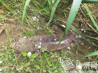 西湖边小水渠 大雨冲来娃娃鱼？