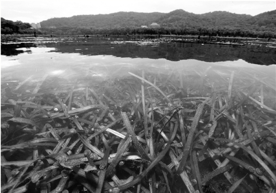在杭州“西湖水生植物保护区”围栏范围内，可以清晰地看到水草在湖水中随波摇曳。水草上还爬满了螺蛳，成群的小鱼儿穿梭其间，湖水看起来特别清澈。