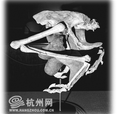 恐龙蛋 台湾石尚矿物化石博物馆捐赠的，腹腔含蛋窃蛋龙复原模型。 