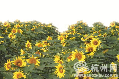 一年里最干燥的日子来了 去大学校园看向日葵花海