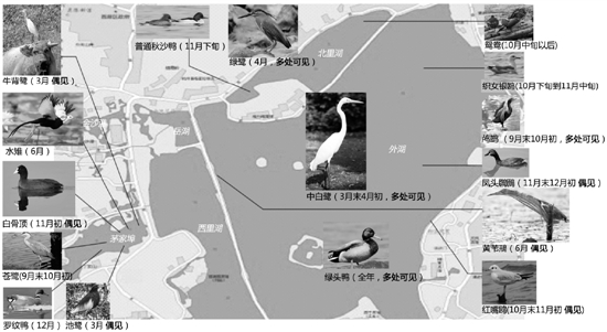 龚子皓/制图 （图片来源：朱碧颖、浙江野鸟会）