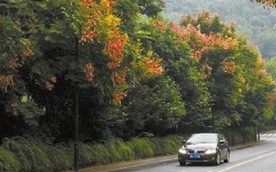 吉庆山隧道 黄山栾树